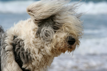 portrait of a sheepdog head