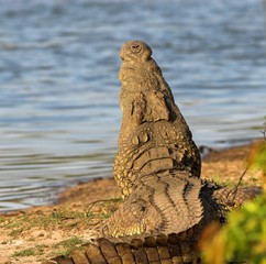 crocodile