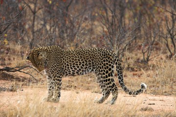 leopard grooming
