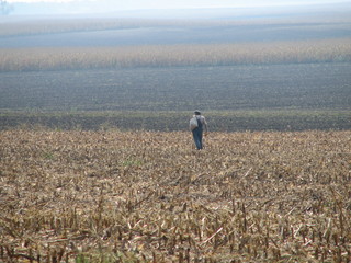 alone on the maize-field