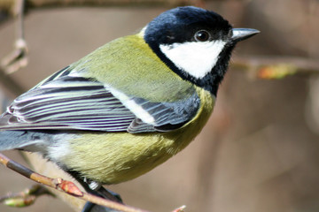 mésange charbonnière