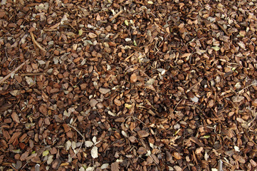 pine´s bark texture