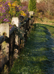 frosty path along fence with wildflowers