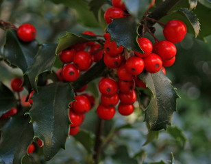 holly leaves and berries