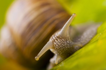 snail