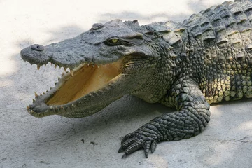 Deurstickers thailand crocodile © sumnersgraphicsinc