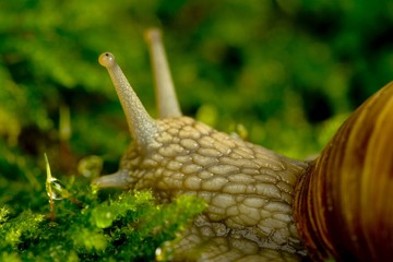 snail