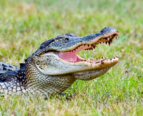 american alligator in texas