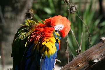 two parrots sleeping