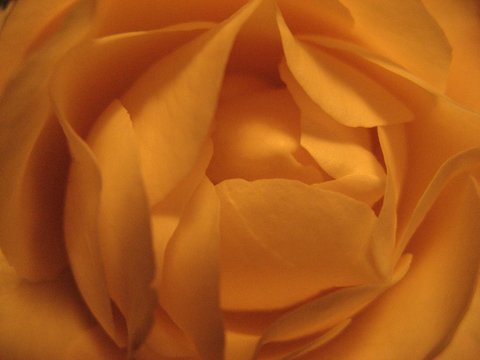 yellow rose