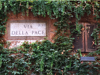 Fototapeta na wymiar ivy or vine covered wall in rome