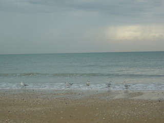 mouettes