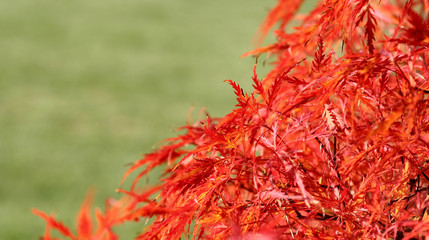 Fototapeta premium autumn colors