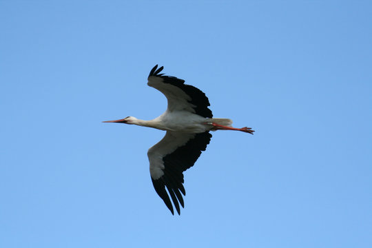 ciconia