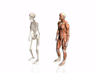 anatomy of the man with skeleton..
