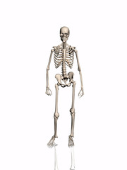 skeleton.