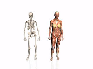 anatomy of the woman with skeleton.