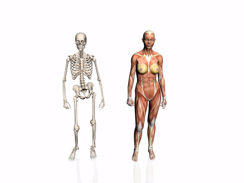 Anatomy Of The Woman With Skeleton.