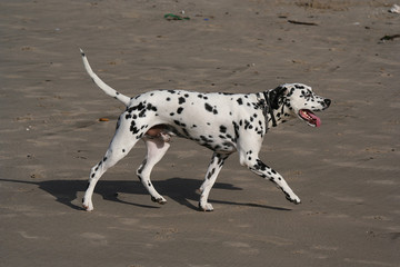 dalmatian dog walk