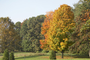 Fototapeta premium indian summer is07