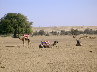 group of camels