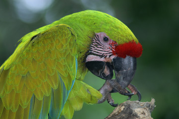 great green macaw