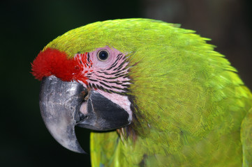 great green macaw