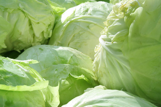cabbage close-up