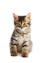 adorable small cat on white bottom