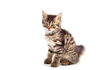 adorable small cat on white bottom