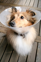 sheltie