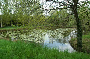 etang aux nénuphars 2