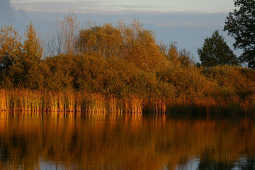 abendsonne im schilf