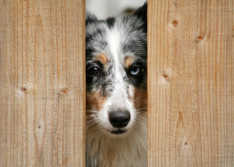 blue merle sheltie