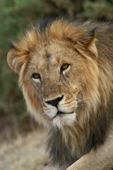 Plakat samiec lwa