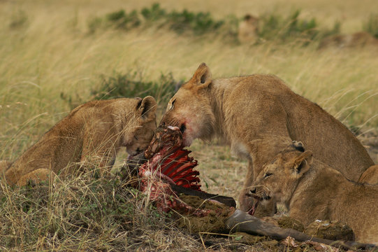 Fototapeta feedin lionesses