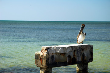 pelican in paradise