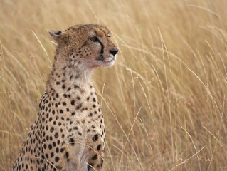 cheetah