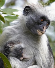 colobus monkey & child