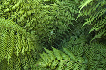 fern