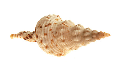 sea shell