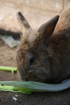 kaninchen