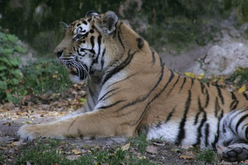 Fototapeta na wymiar tiger 1