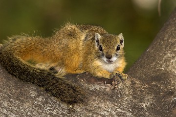 tree squirrel