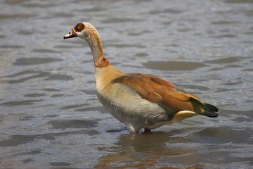 egyptian goose