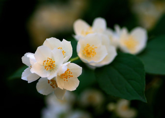 flowers of a jasmine