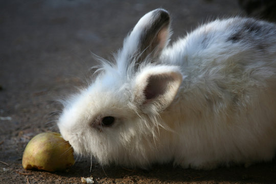 zwergkaninchen
