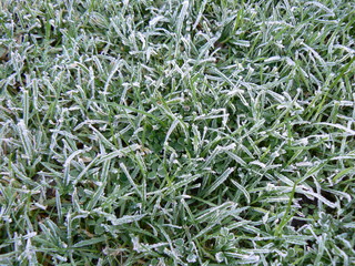 frosty grass