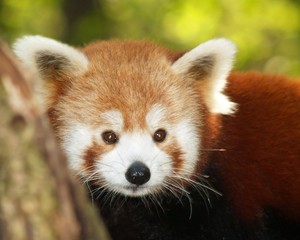 a small panda (firefox)