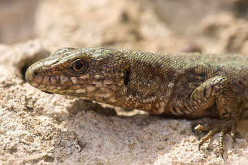 lagartija